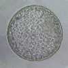 Embryo Transfer - Equine Embryo