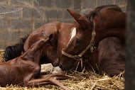 Establishing a Foal’s Healthy Gut Microbiome - mare and foal photo