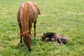 Franklin - newborn foal