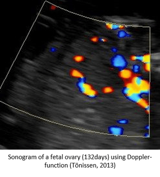 Ways to Determine Equine Fetal Gender - Fetal Ovary via Doppler small.png