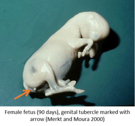 Ways to Determine Equine Fetal Gender with arrow - Female Fetus 90 days.jpg.png